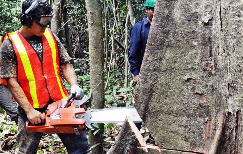 Seis comunidades indígenas de Ucayali exportarán a Estados Unidos madera procedente de sus bosques comunales que cuentan con certificación forestal voluntaria.