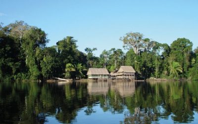ONAMIAP muestra preocupación por el anuncio del Gobierno de aumentar las concesiones forestales en la Amazonía