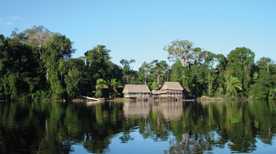 ONAMIAP muestra preocupación por el anuncio del Gobierno de aumentar las concesiones forestales en la Amazonía