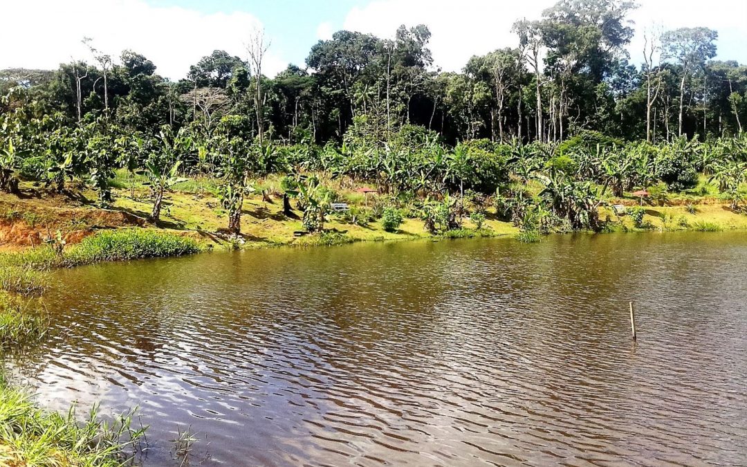 Estudio verá adaptación de bosques amazónicos ante cambio climático