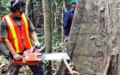Región Ucayali realiza la primera exportación de madera certificada