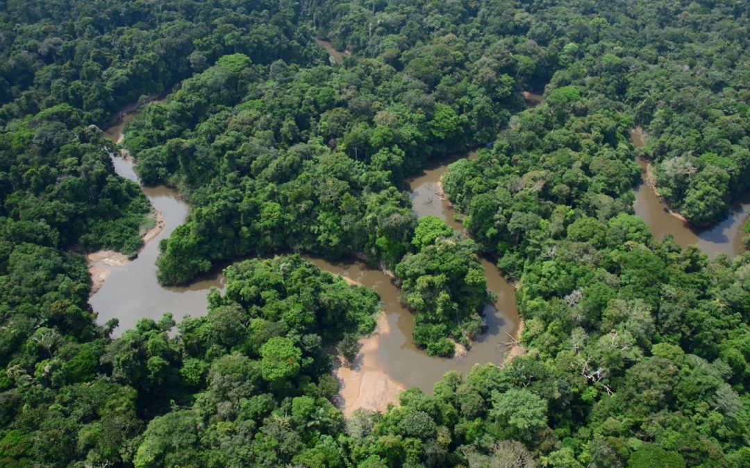 Piden anular concesiones forestales en áreas de Reservas Indígenas