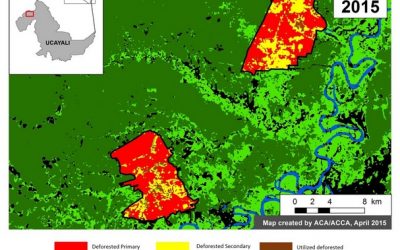 Organizaciones se pronuncian contra la deforestación ilegal de bosques primarios en Loreto y Ucayali