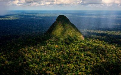 La coca invade los bosques de Sierra del Divisor