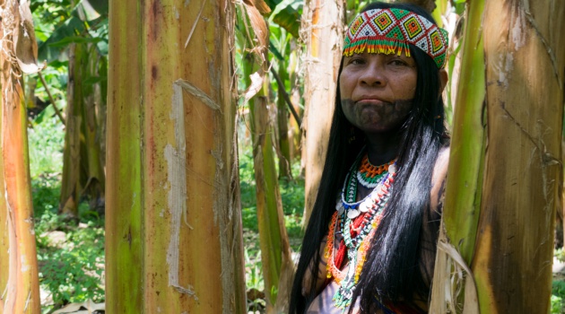 Inventando palabras o con audio de WhatsApp: así se traduce la paz de Colombia a lenguas indígenas