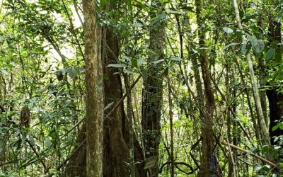 “Knoya Supru”, la nueva Área de Conservación Privada de Madre de Dios