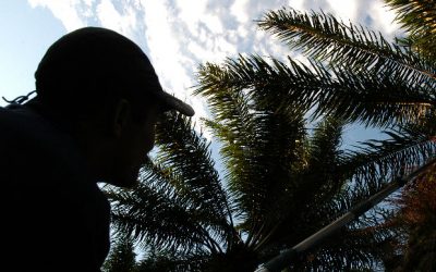 Líderes indígenas colombianos y del mundo denuncian los daños ambientales y sociales de la agroindustria palmera
