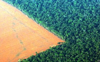 Amazonía: la deforestación amenaza la mitad de las especies de árboles