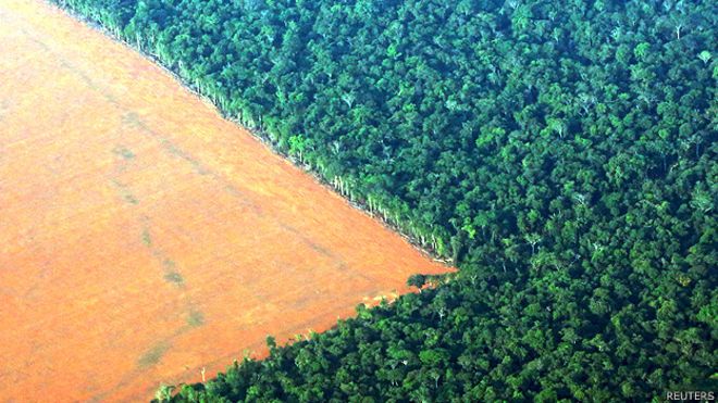 Amazonía: la deforestación amenaza la mitad de las especies de árboles