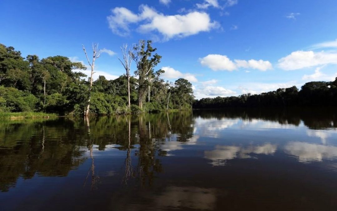 PNUD y Noruega ayudarán para conservación de bosques amazónicos