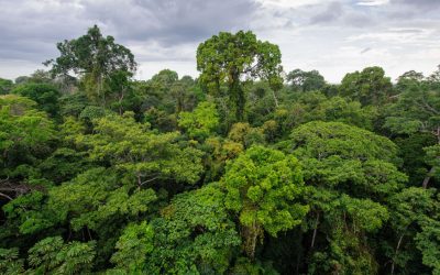 RSE Ambiental: ¿Estamos cuidando nuestros bosques?