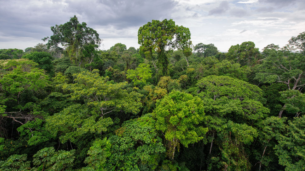 RSE Ambiental: ¿Estamos cuidando nuestros bosques?