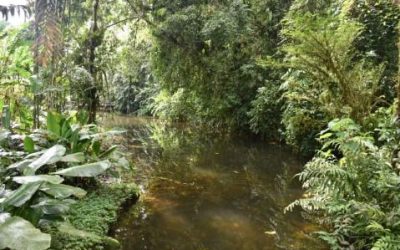 Colombia reconoce los derechos de la Naturaleza en su Amazonia