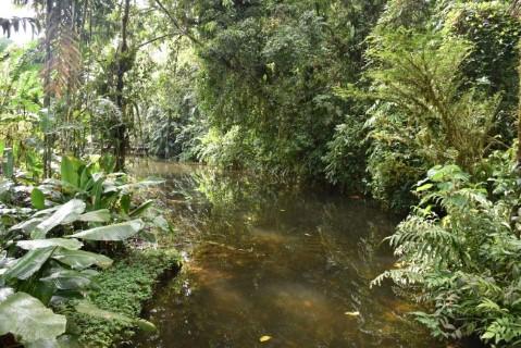 Colombia reconoce los derechos de la Naturaleza en su Amazonia