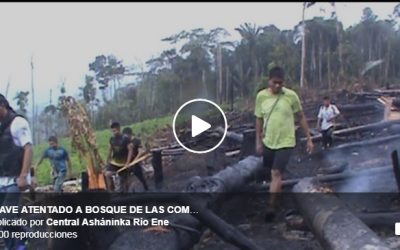 Junín: cultivos ilícitos de coca arrasan hectáreas de bosques de comunidad Asháninka [Video]
