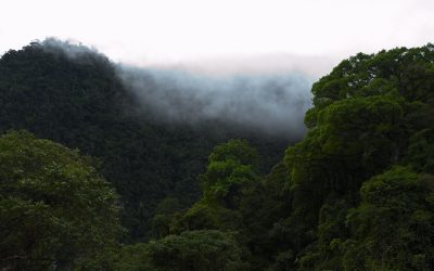 Reconocen al bosque peruano como gran sistema ecológico
