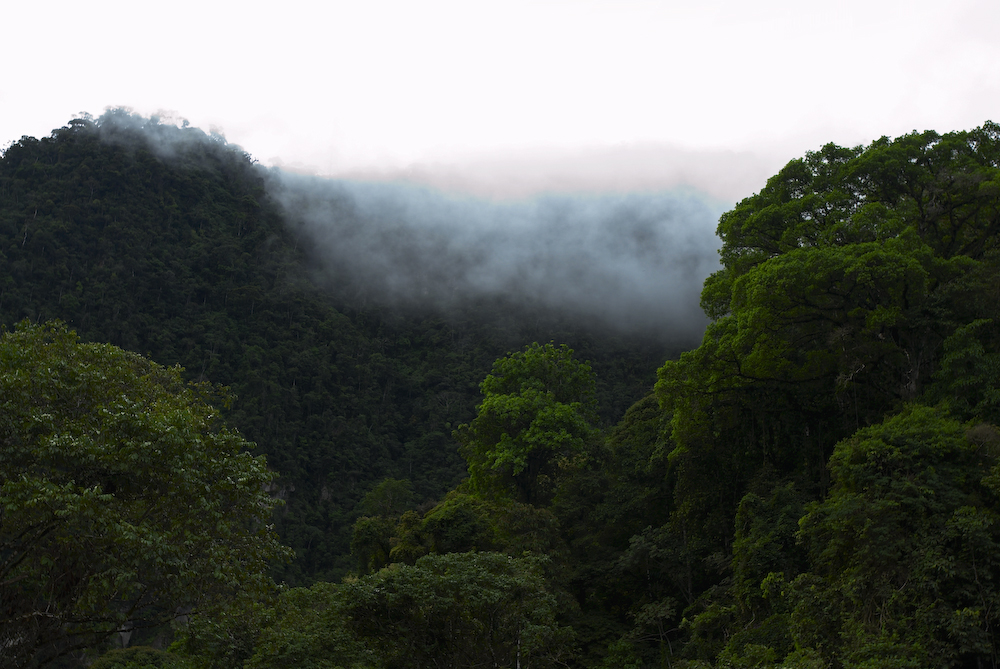 Reconocen al bosque peruano como gran sistema ecológico