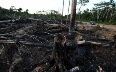 El Perú pierde al año 150 mil hectáreas de bosque natural