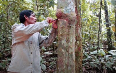 No hay indígenas sin bosques y no va a haber bosques sin indígenas