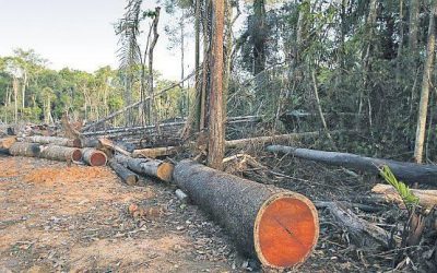 Reanudan concesiones en el sector forestal tras 10 años