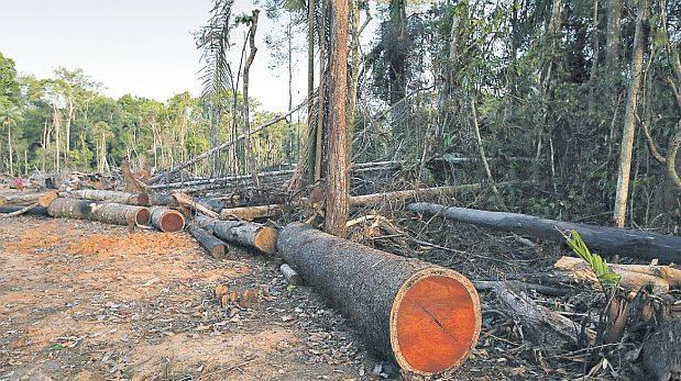 Reanudan concesiones en el sector forestal tras 10 años