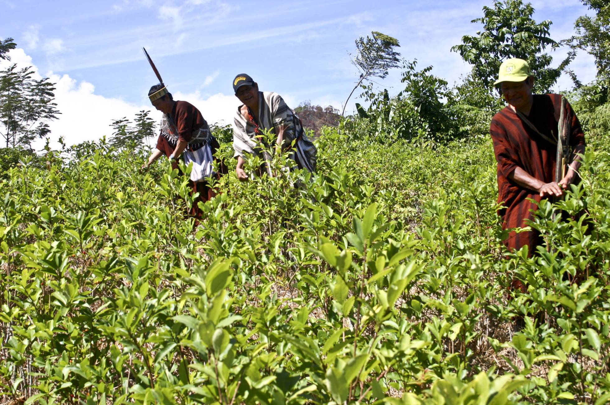Aumenta El Cultivo De Coca En áreas Protegidas De Perú Centro Amazónico De Antropología Y 1024