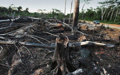 Decrece la pérdida de bosques en el país