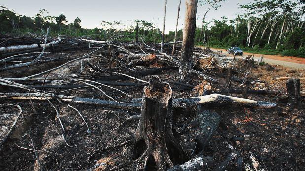 Decrece la pérdida de bosques en el país