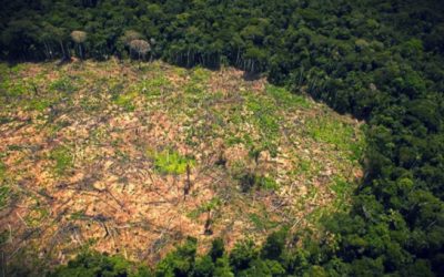 La Amazonía peruana perdió 156,000 hectáreas de selva en 2015