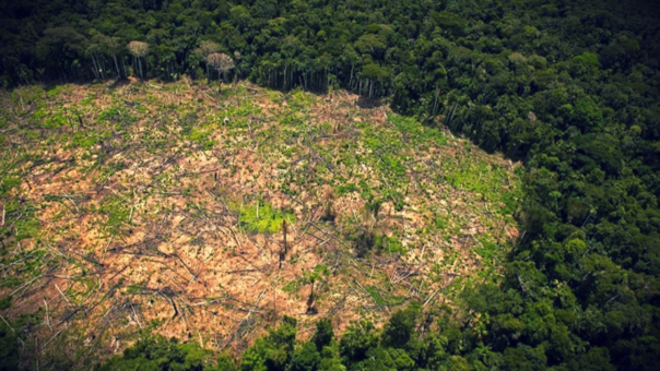 La Amazonía peruana perdió 156,000 hectáreas de selva en 2015