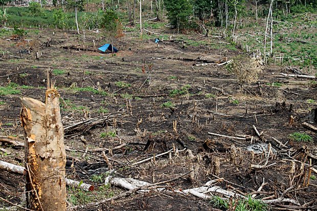 Alarmante crecimiento de la deforestación en zonas de la Amazonía