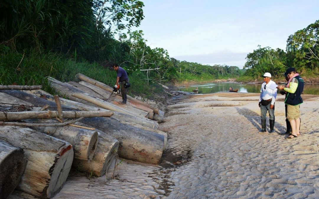 Proponen que fondos de cooperantes se destinen a combatir la tala ilegal