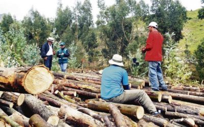 Deforestación ilegal se reduce a menos de la mitad en comunidades implementadas con sistemas satelitales
