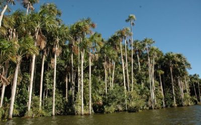 Perú y China se unen para salvaguardar los bosques