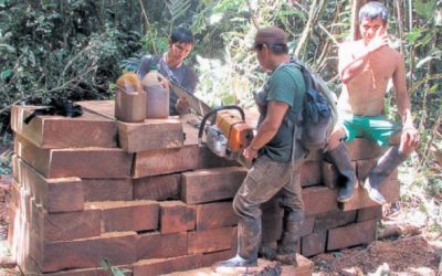 Investigan destino final de madera extraída por mafia