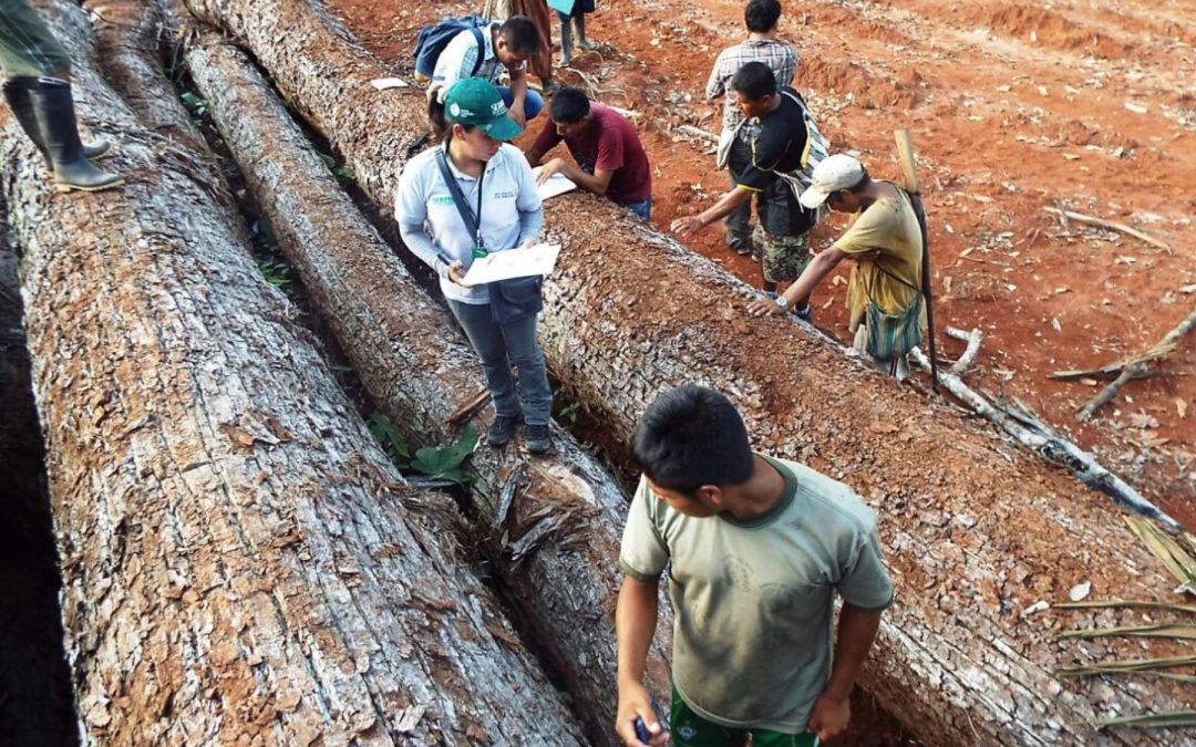 Incautan madera extraída de forma ilegal de la comunidad Maranquiari
