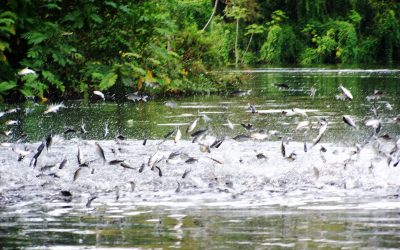 “El Estado ha puesto énfasis, que el mijano no debe verse afectado por el tema de la hidrovía amazónica”