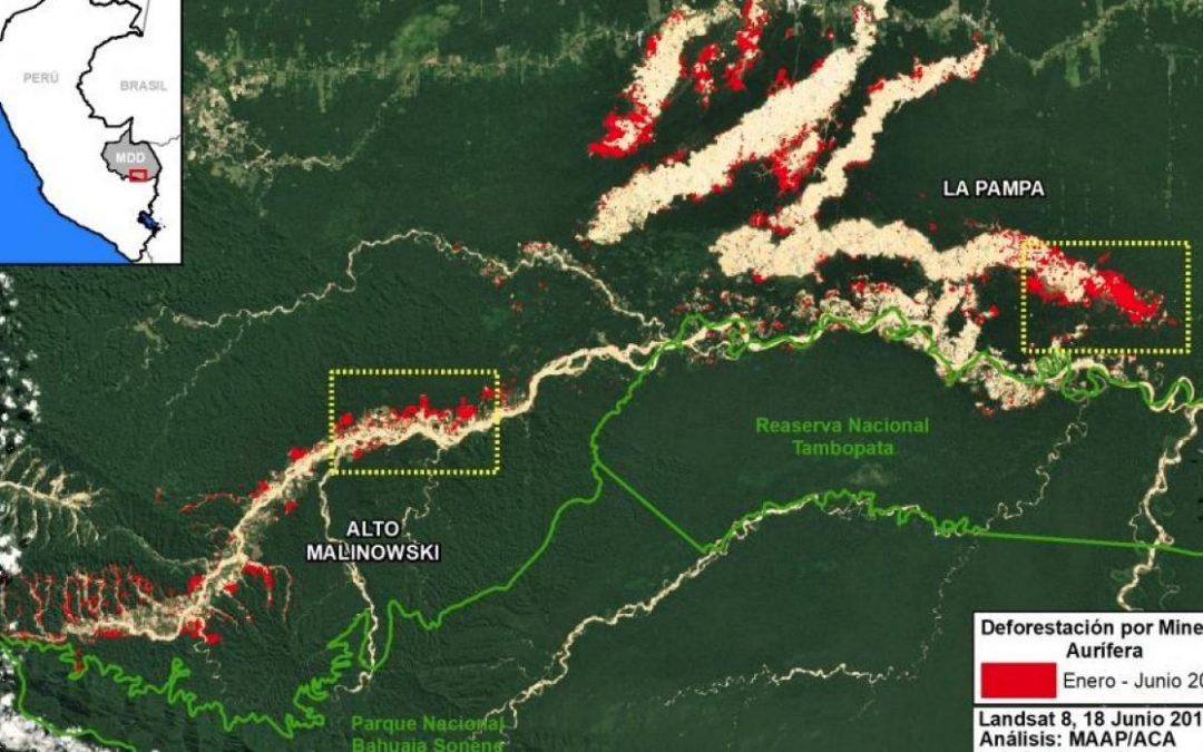 Minería ilegal de oro destruye en la selva área equivalente a 2.300 canchas de fútbol