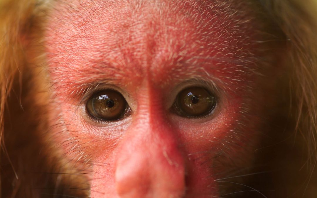 Plan Nacional de Conservación de Primates impulsa protección de 47 especies en Perú
