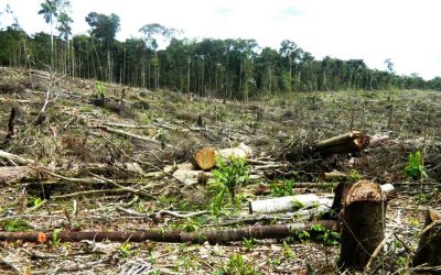 Palma aceitera: ¿enemiga del bosque amazónico?