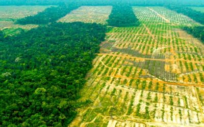 Nota de prensa: RSPO ordena a compañía de palma aceitera detener trabajos en territorio Shipibo en la Amazonía Peruana