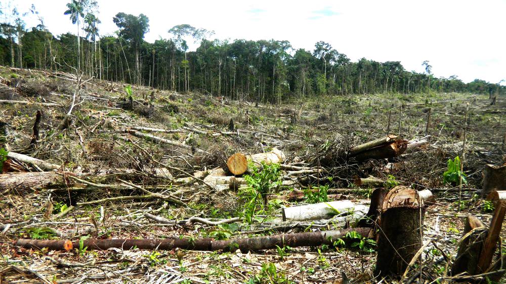 Palma aceitera: ¿enemiga del bosque amazónico?