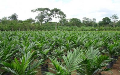 Piden detener plantación de palma aceitera por falta de controles ambientales