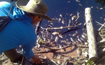 Comuneros reportan muerte de peces tras nuevo derrame de petróleo