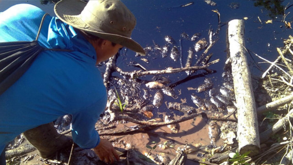 Comuneros reportan muerte de peces tras nuevo derrame de petróleo