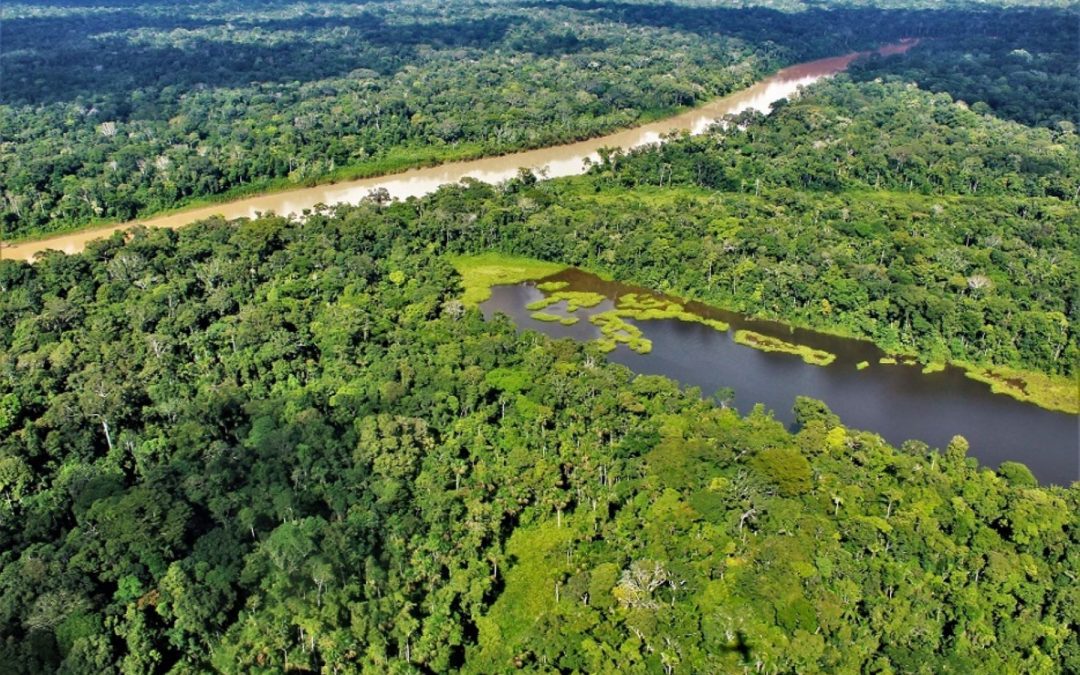 Programa Bosques: 69 poblaciones indígenas se suman a lucha contra la deforestación