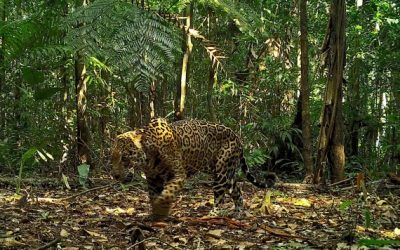 Cámaras trampa y drones revelan los secretos mejor guardados de Tambopata