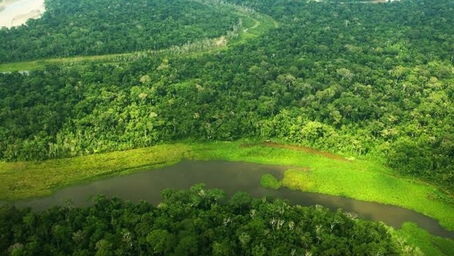 MINAM: Deforestación en Amazonía peruana se habría reducido en más de 28% durante aislamiento social obligatorio