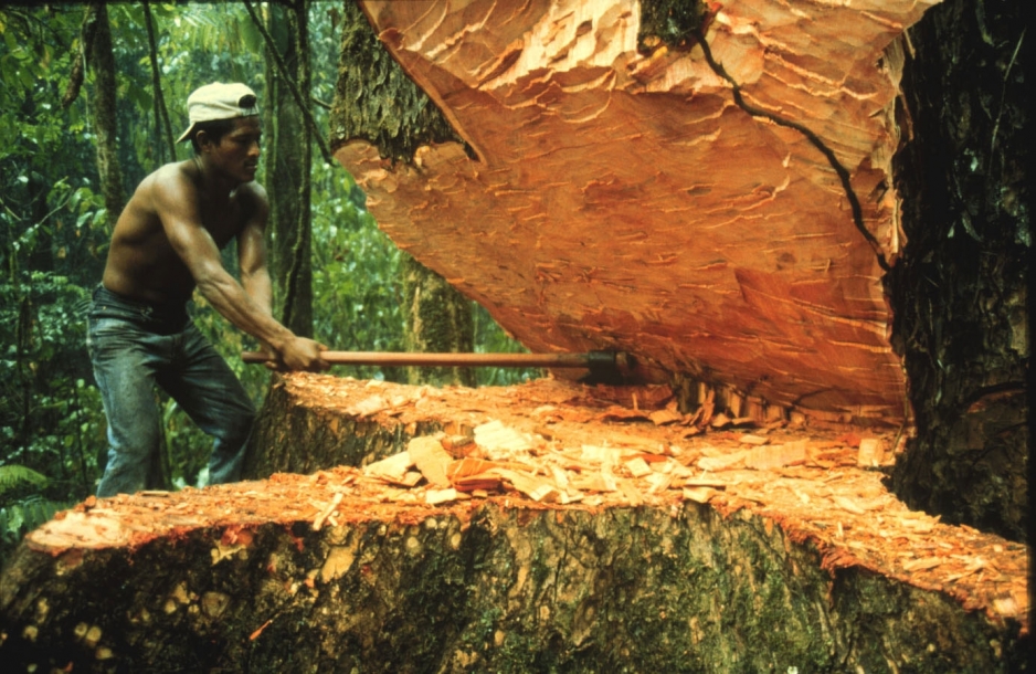 Deforestación por tala ilegal