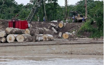 Siete empresas de fachada vendían madera ilegal en Lima